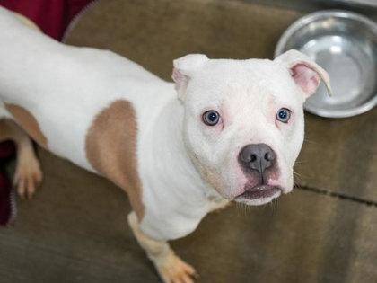 Enlarge Zeke, a Adoptable mixed breed in Bowling Green, KY image 1/2