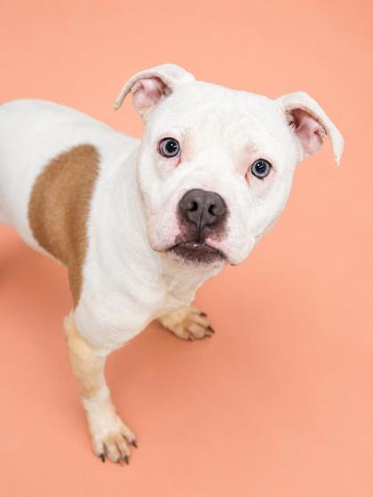 Enlarge Zeke, a Adoptable mixed breed in Bowling Green, KY image 2/2