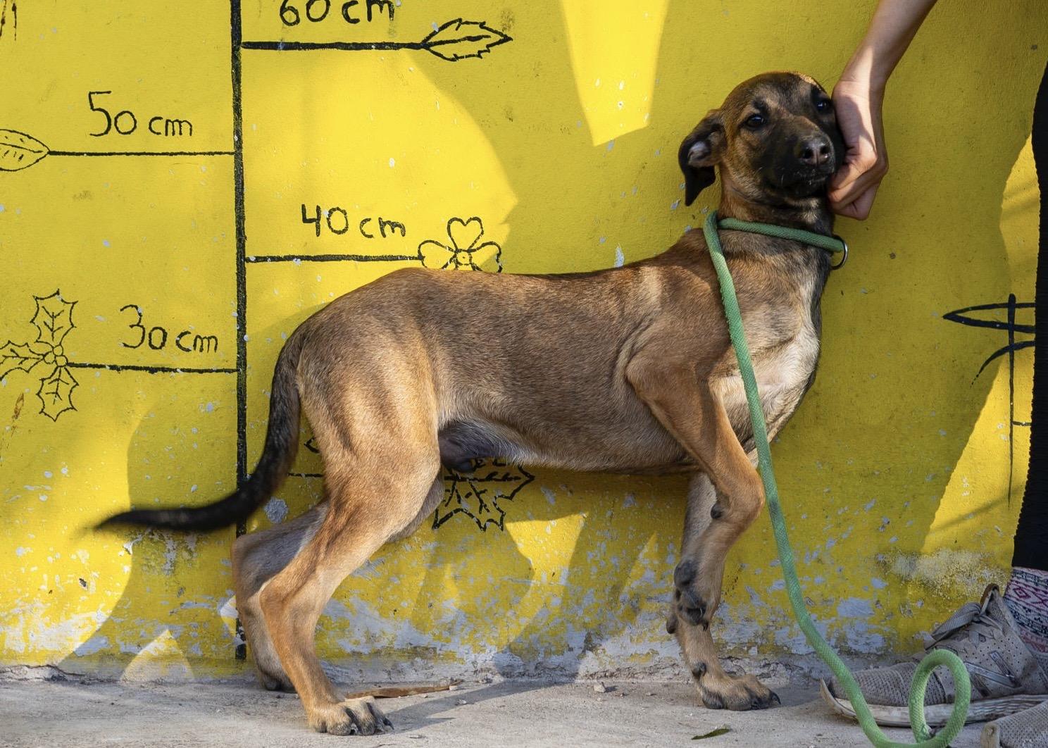Ruby, a ADOPTABLE mixed breed in New York, NY image 5/6