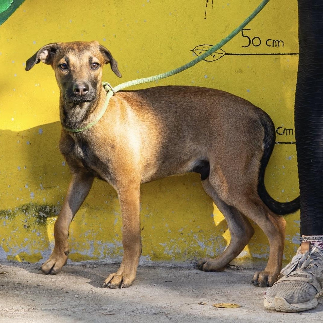 Ruby, a ADOPTABLE mixed breed in New York, NY image 2/6