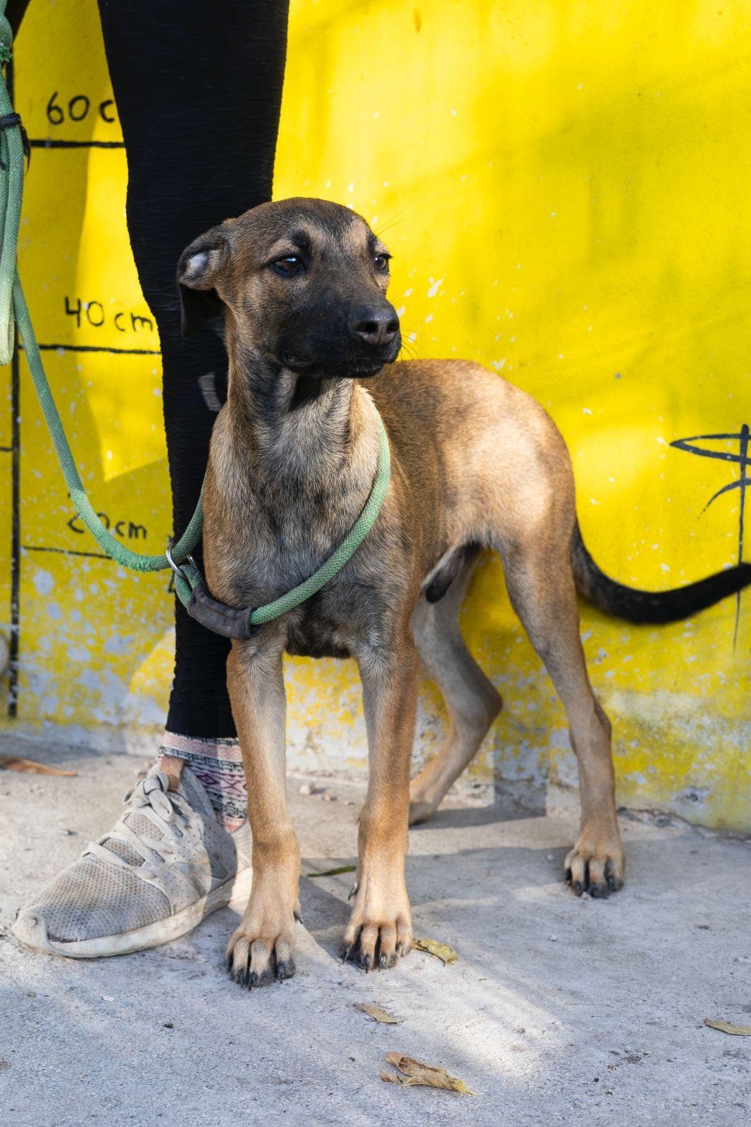 Ruby, a ADOPTABLE mixed breed in New York, NY image 4/6