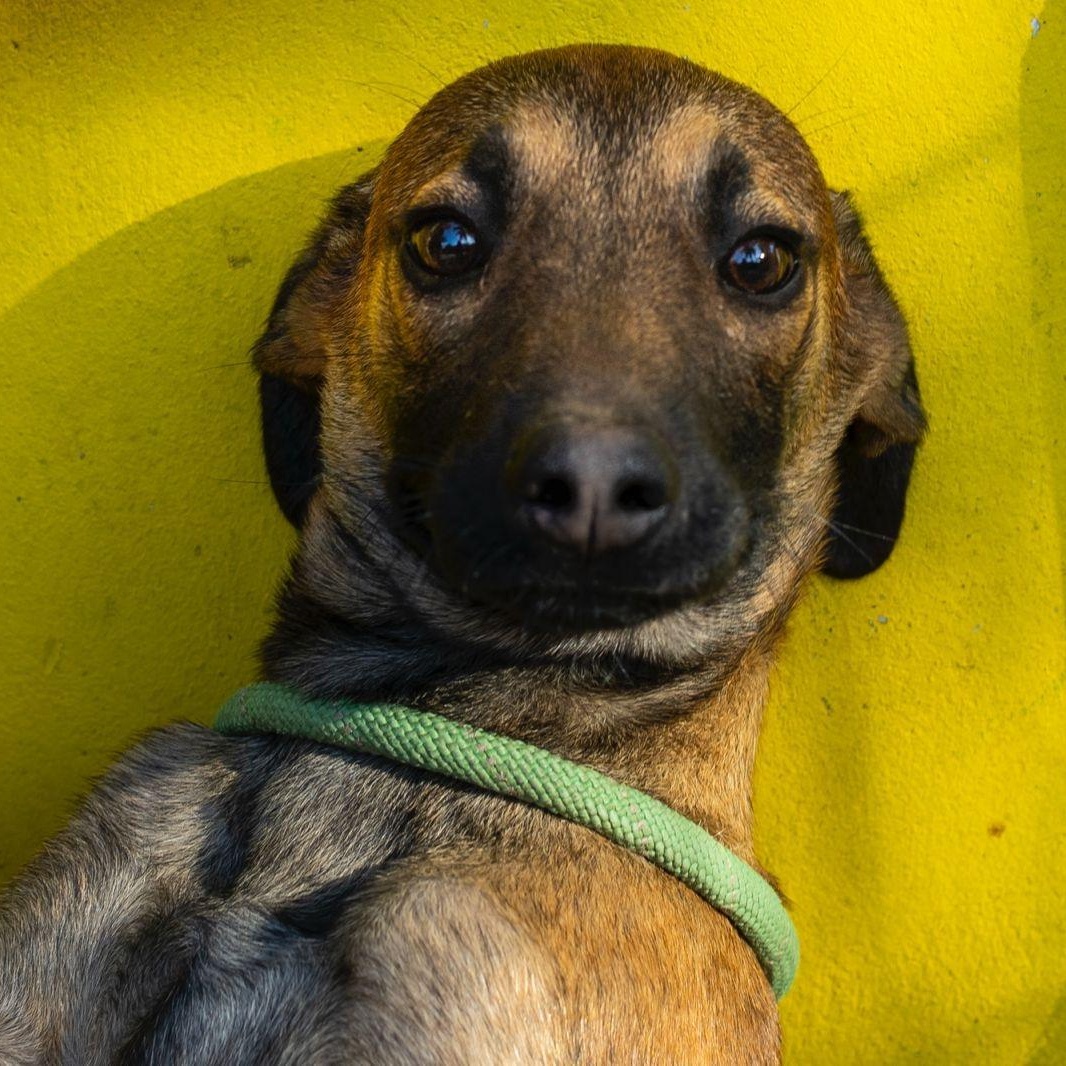 Ruby, a ADOPTABLE mixed breed in New York, NY image 1/6