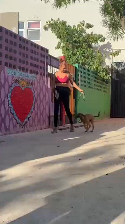 Enlarge Ruby, a ADOPTABLE mixed breed in New York, NY video 3/6