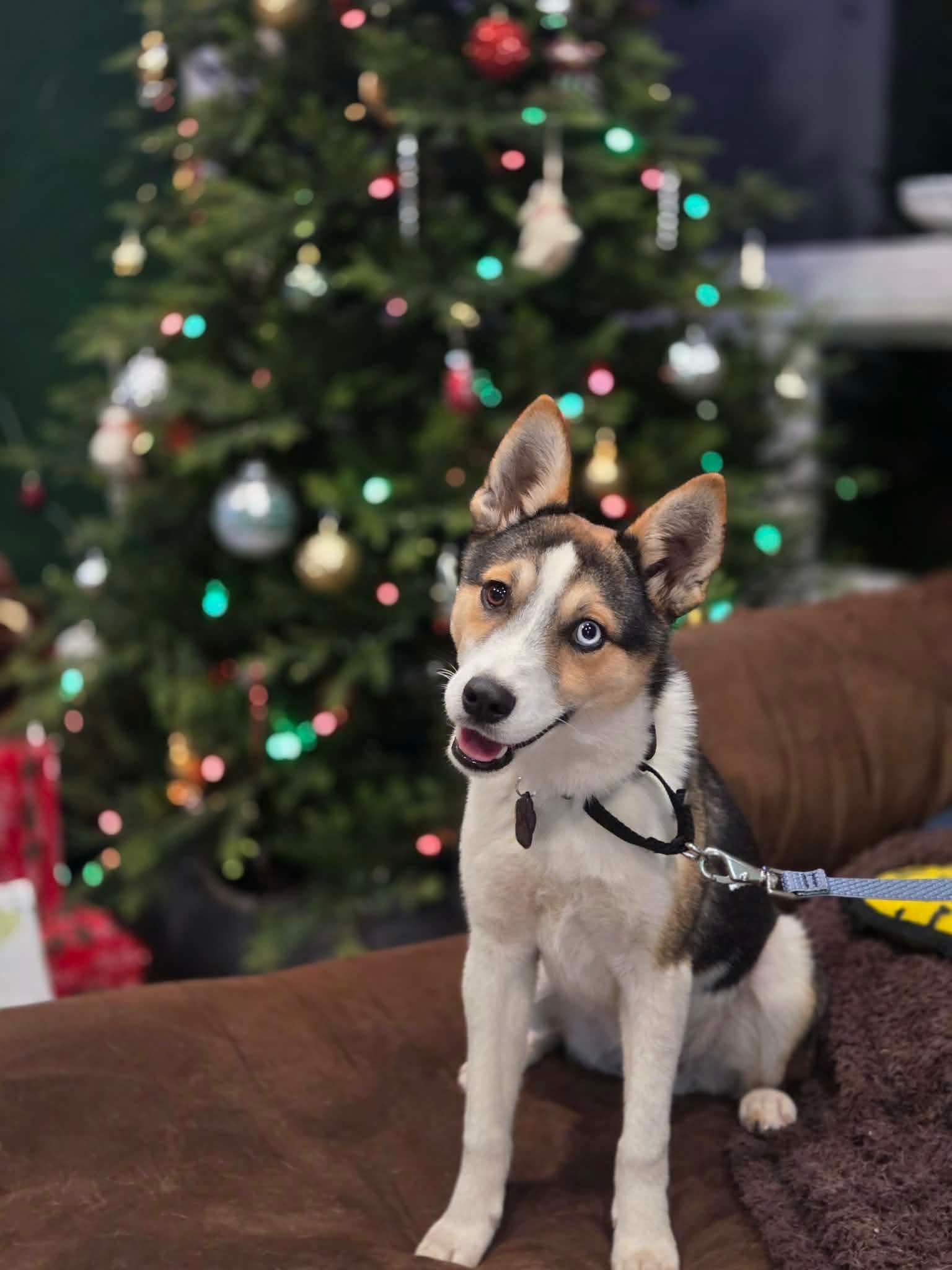 Turbo, adoptable, Young Male Husky & Chihuahua.