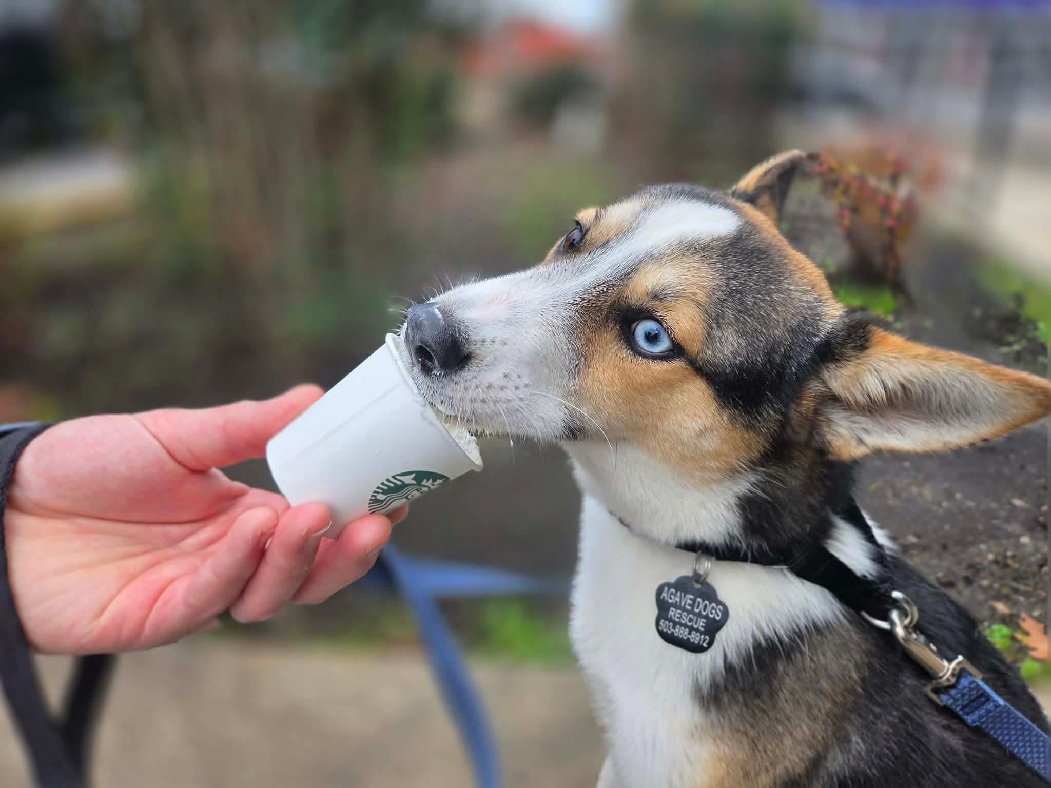 Turbo, an adoptable mixed breed in Beavercreek, OR image 2/6