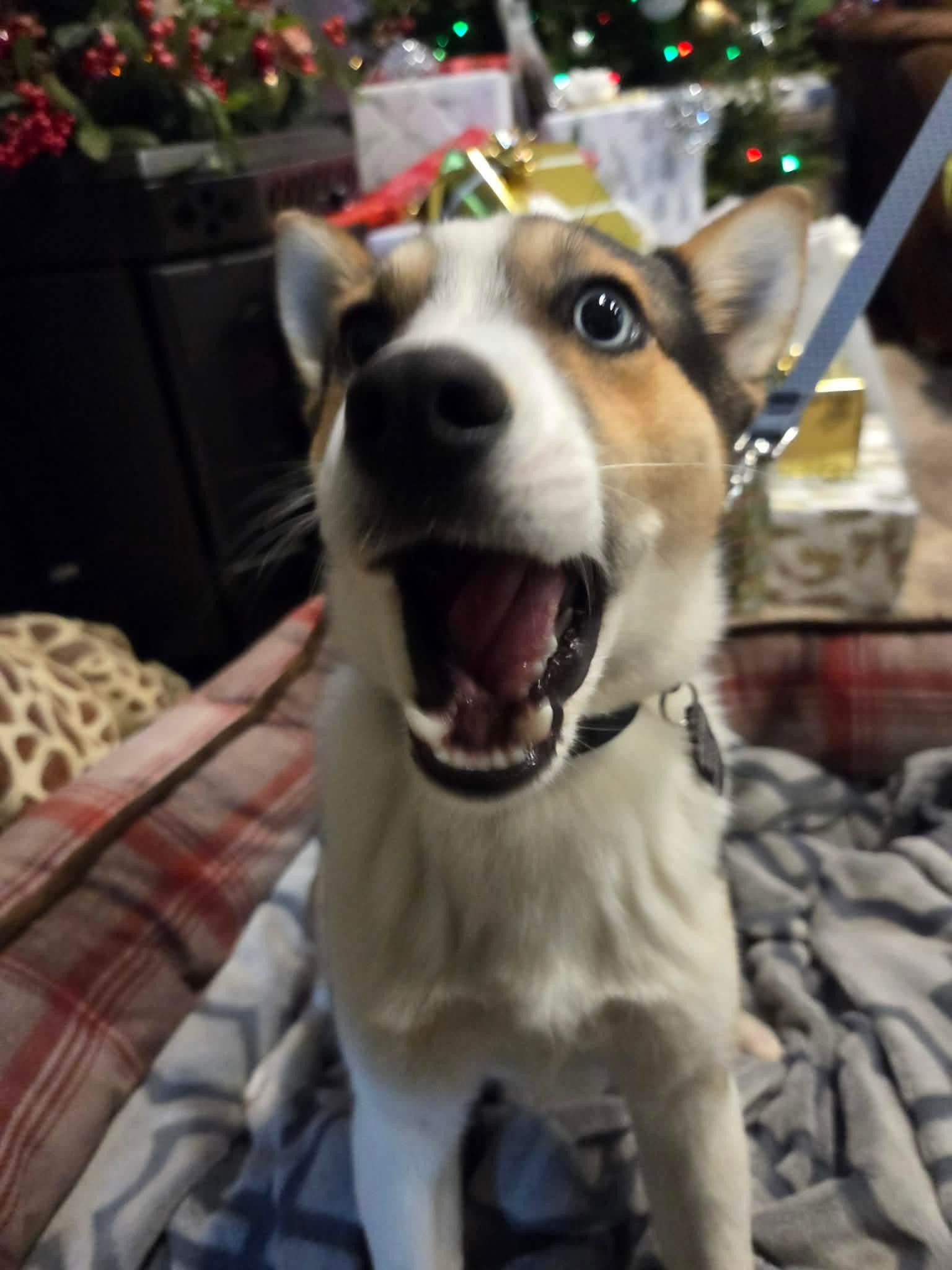 Turbo, an adoptable mixed breed in Beavercreek, OR image 3/6