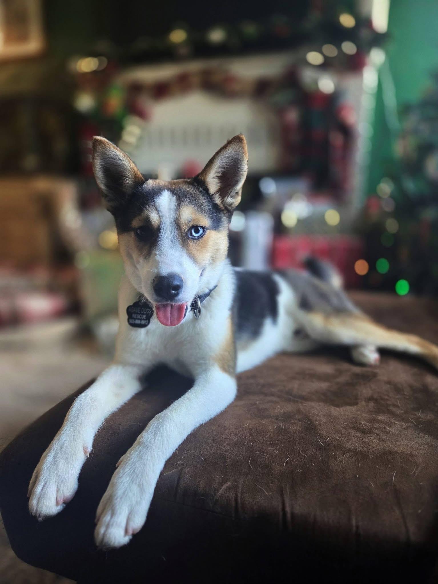 Turbo, an adoptable mixed breed in Beavercreek, OR image 4/6