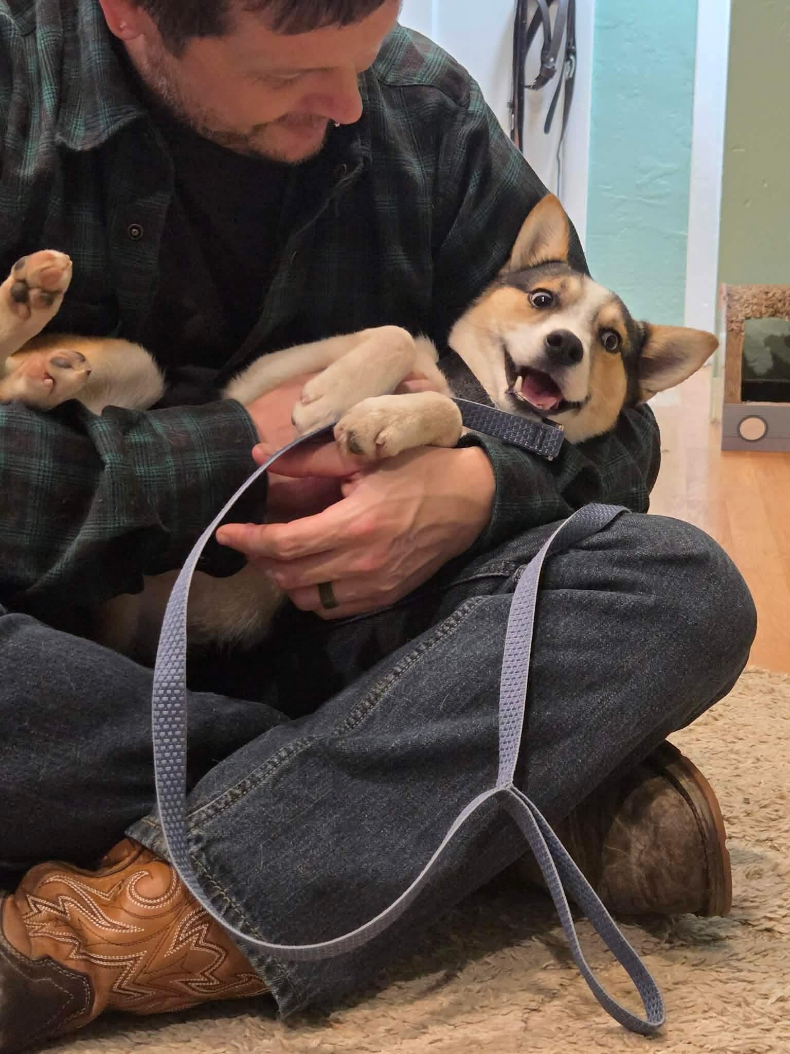 Turbo, an adoptable mixed breed in Beavercreek, OR image 6/6