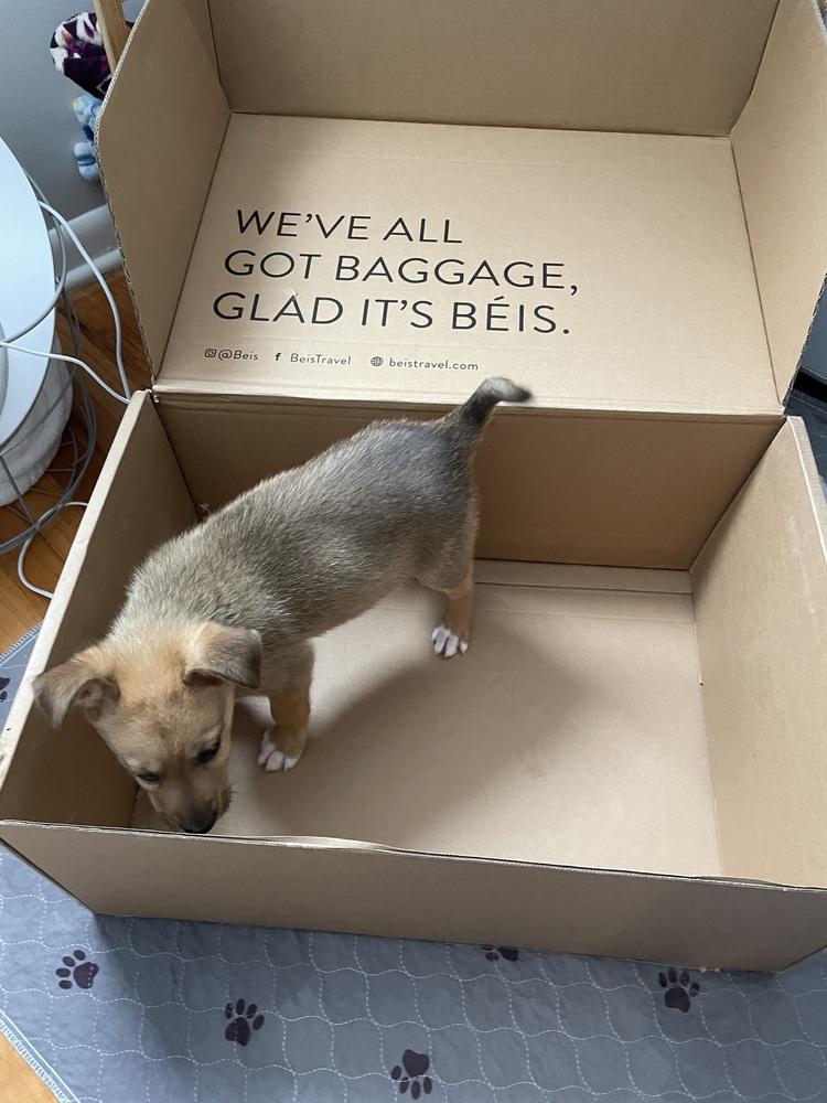 Chief Bogo thumbnail 2