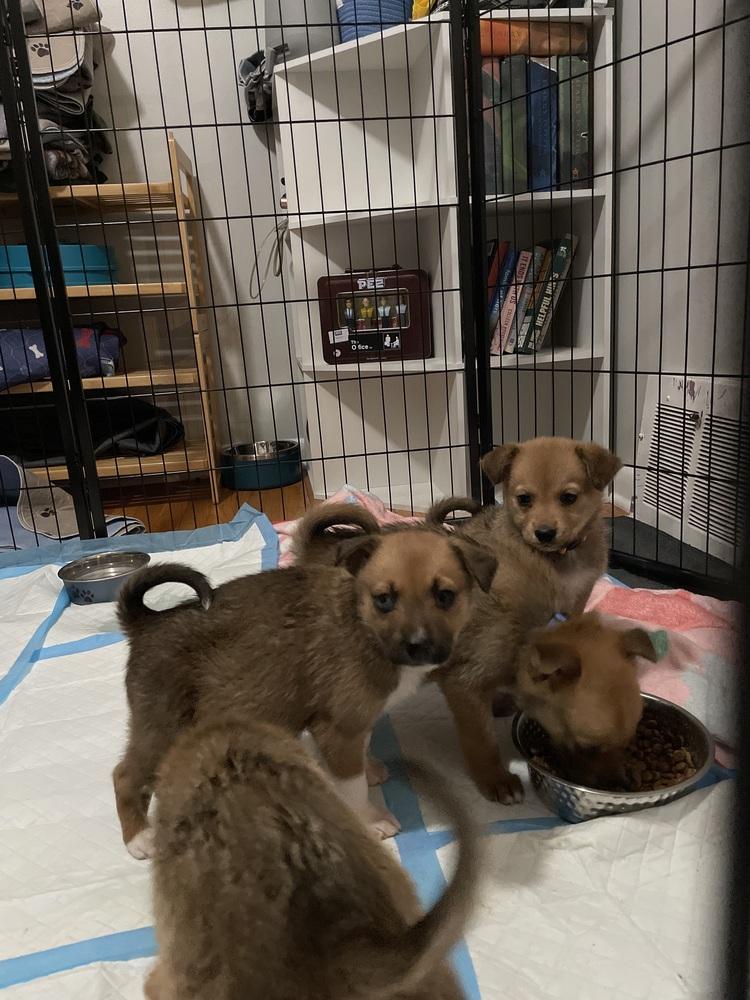 Chief Bogo thumbnail 3