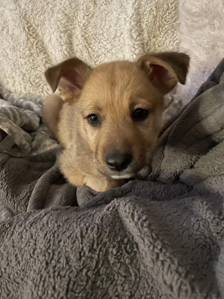 Chief Bogo thumbnail 4