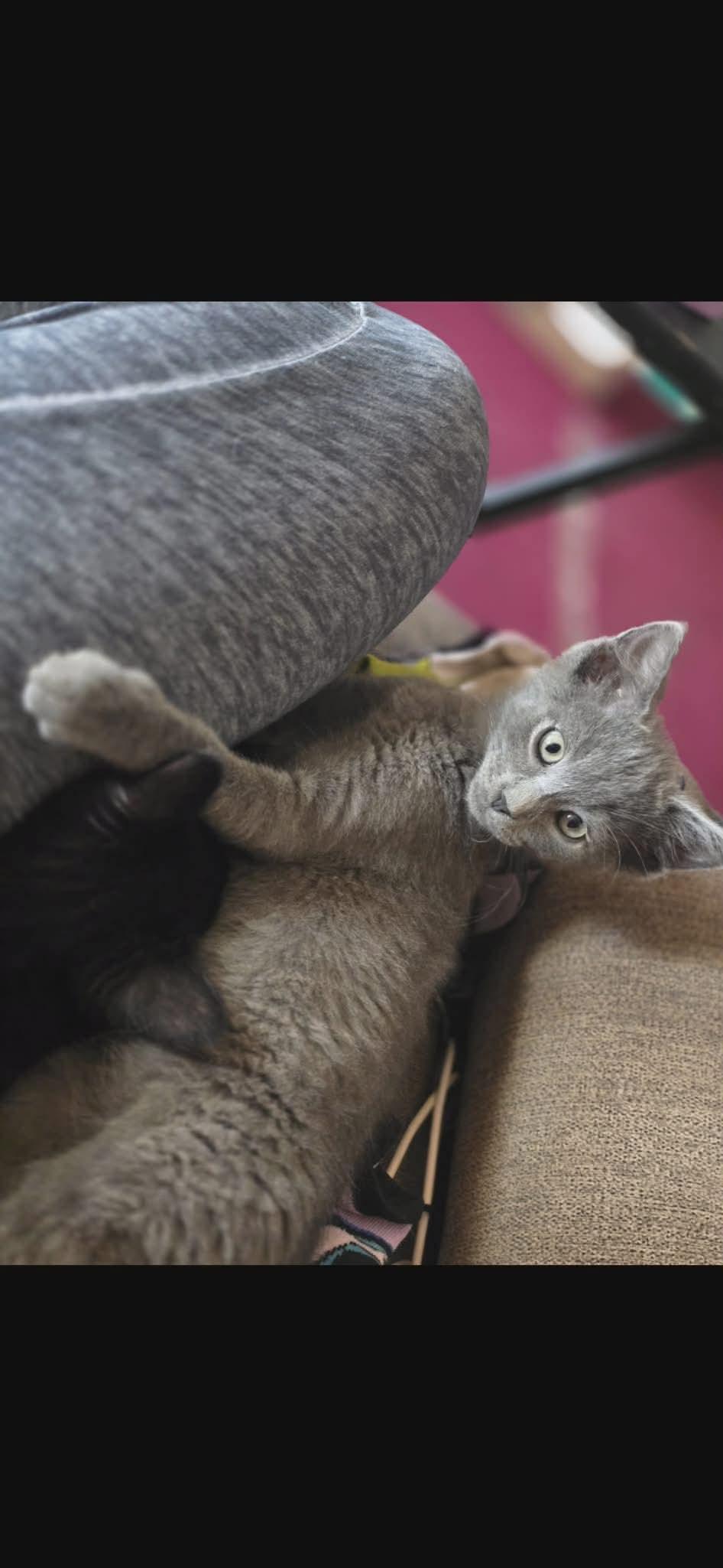 Enlarge Serrano, a ADOPTABLE Domestic Short Hair in Bensalem, PA image 4/5