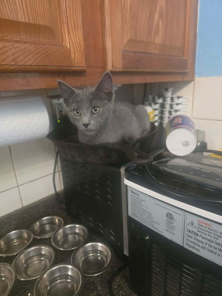 Enlarge Serrano, a ADOPTABLE Domestic Short Hair in Bensalem, PA image 2/5