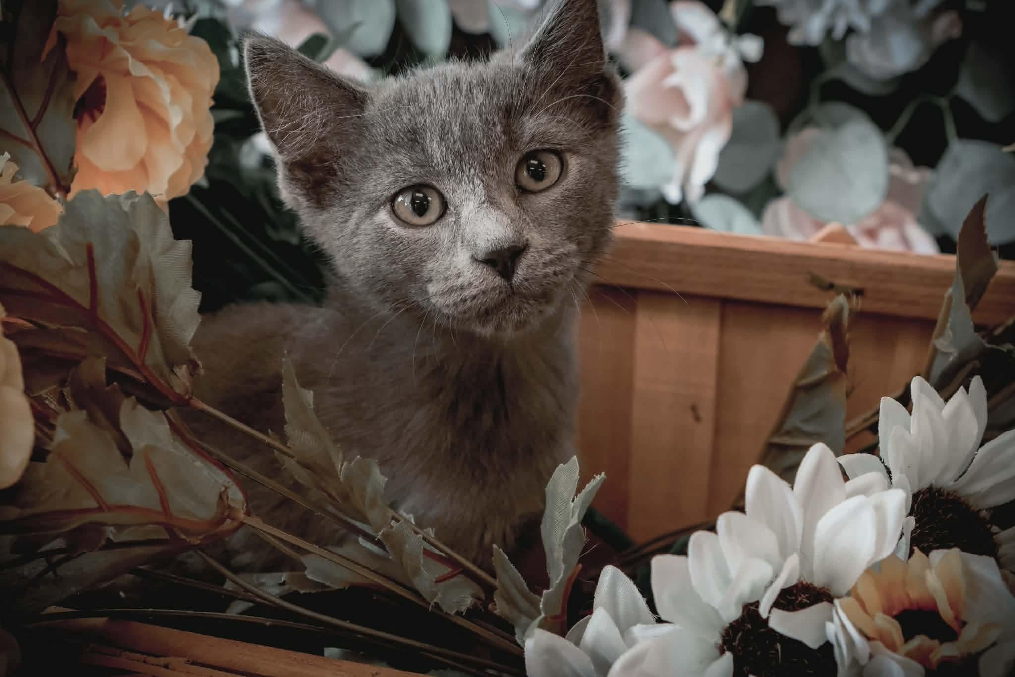 Enlarge Serrano, a ADOPTABLE Domestic Short Hair in Bensalem, PA image 1/5