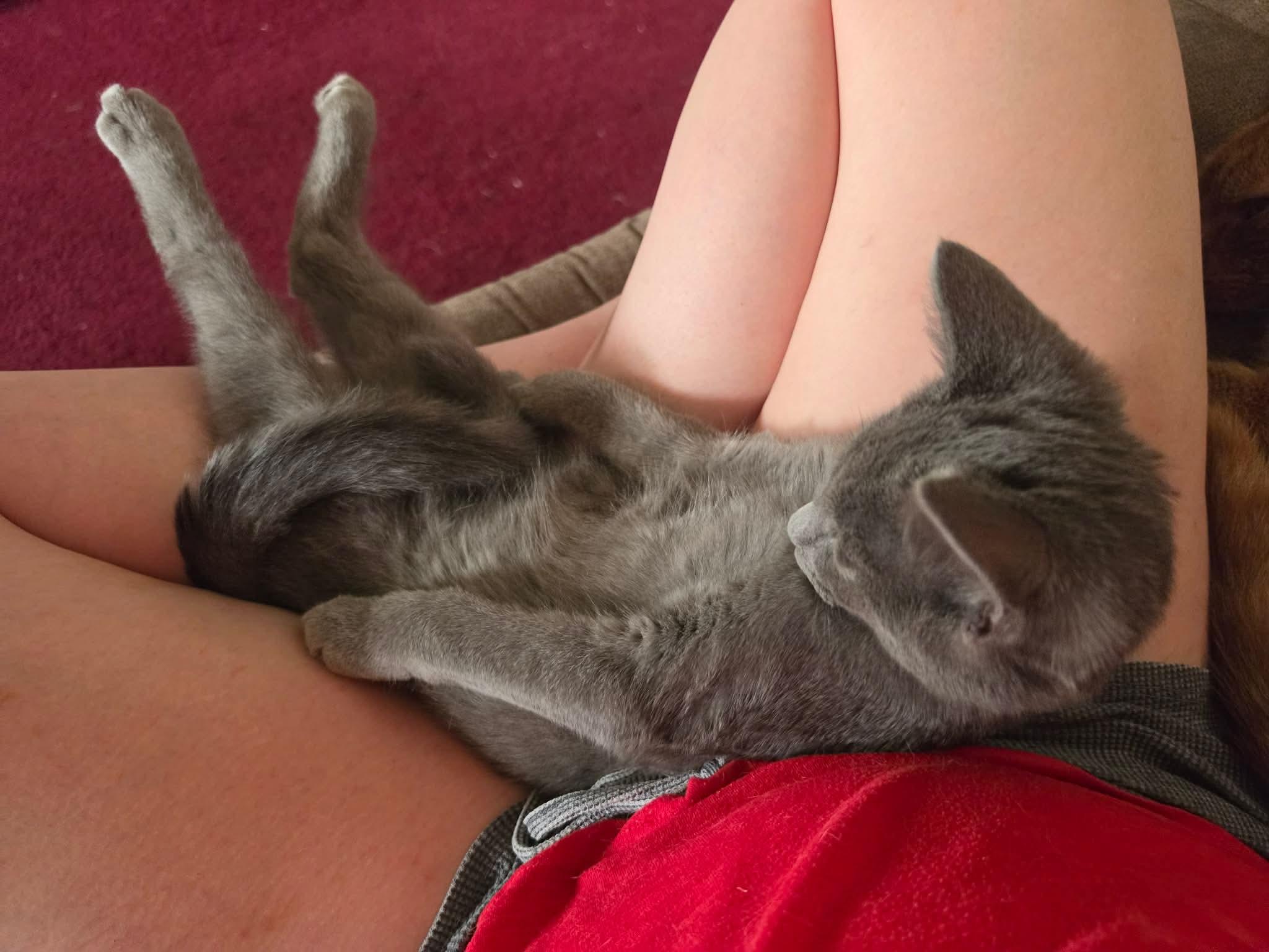 Enlarge Serrano, a ADOPTABLE Domestic Short Hair in Bensalem, PA image 5/5