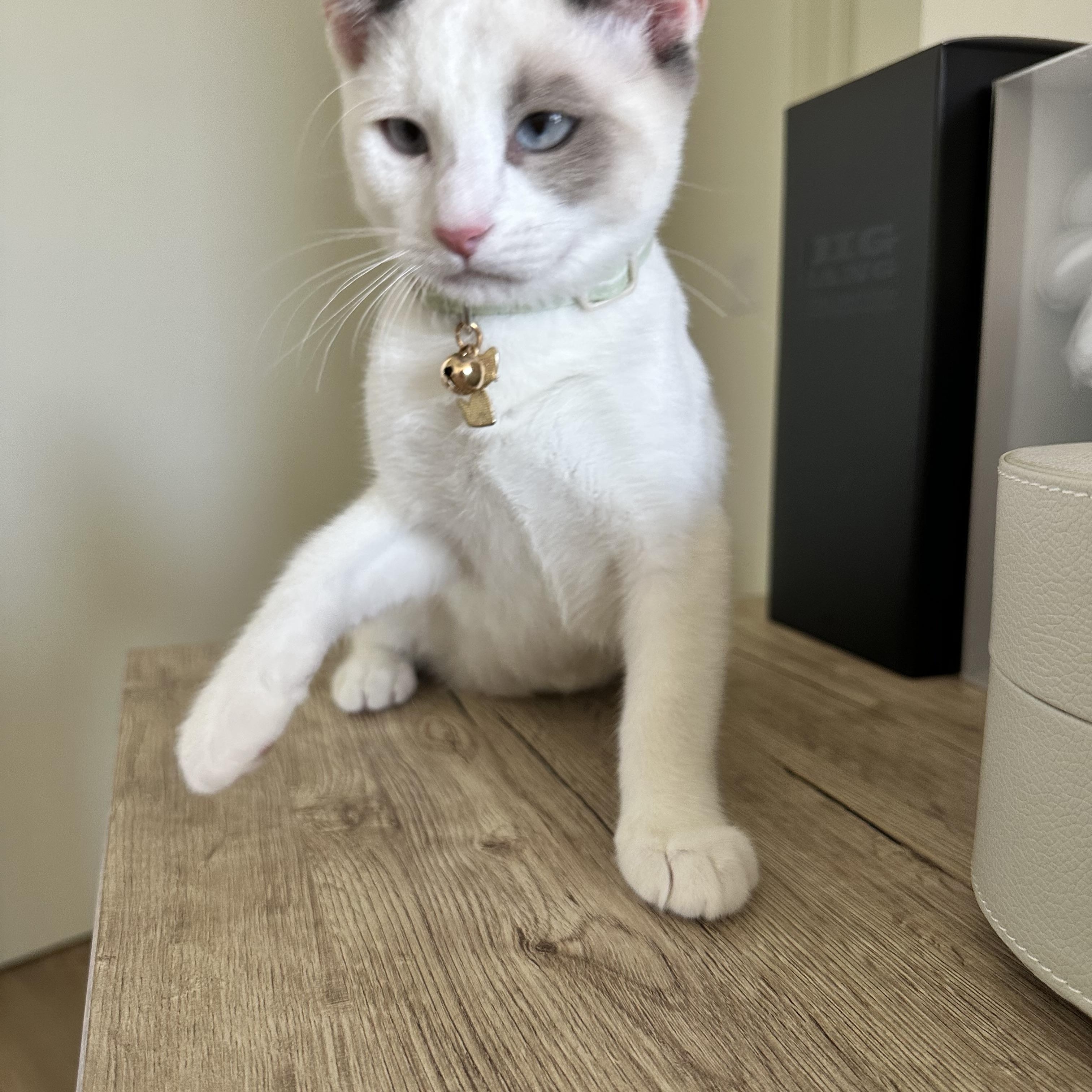 Enlarge Truffle (Siamese mix) & Pepper (Tuxedo mix), a Adoptable mixed breed in San Jose, CA image 4/4