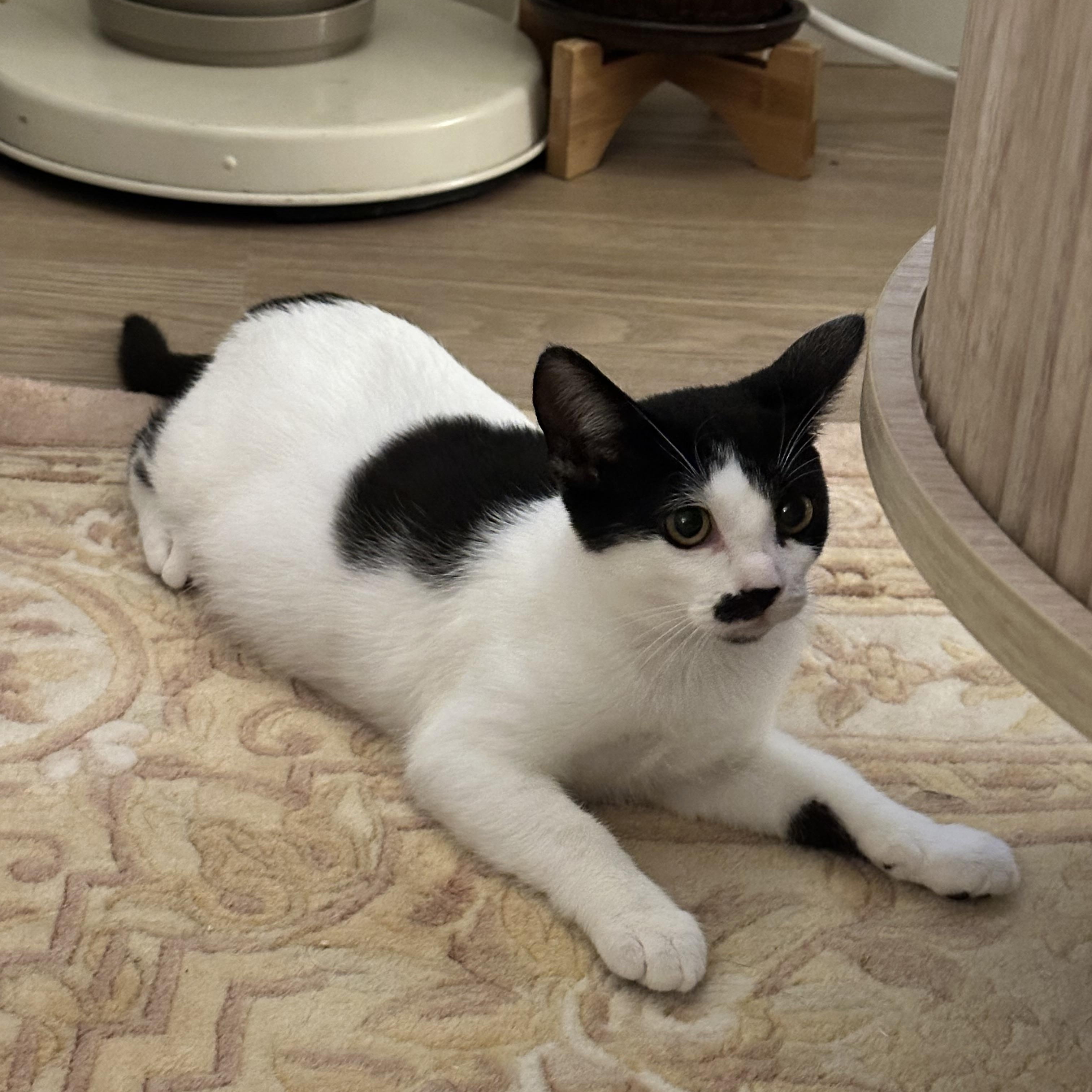 Enlarge Truffle (Siamese mix) & Pepper (Tuxedo mix), a Adoptable mixed breed in San Jose, CA image 3/4