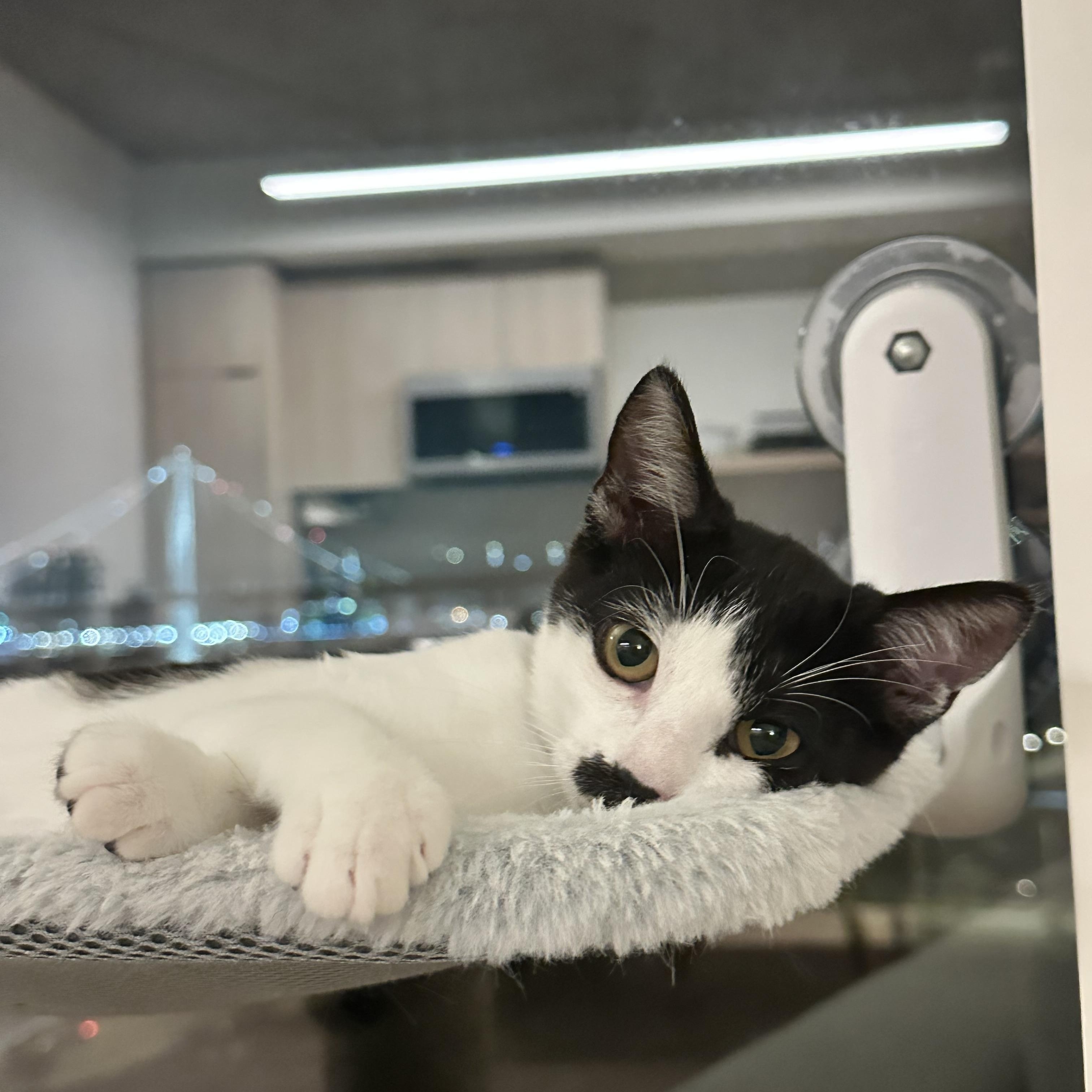 Enlarge Truffle (Siamese mix) & Pepper (Tuxedo mix), a Adoptable mixed breed in San Jose, CA image 2/4
