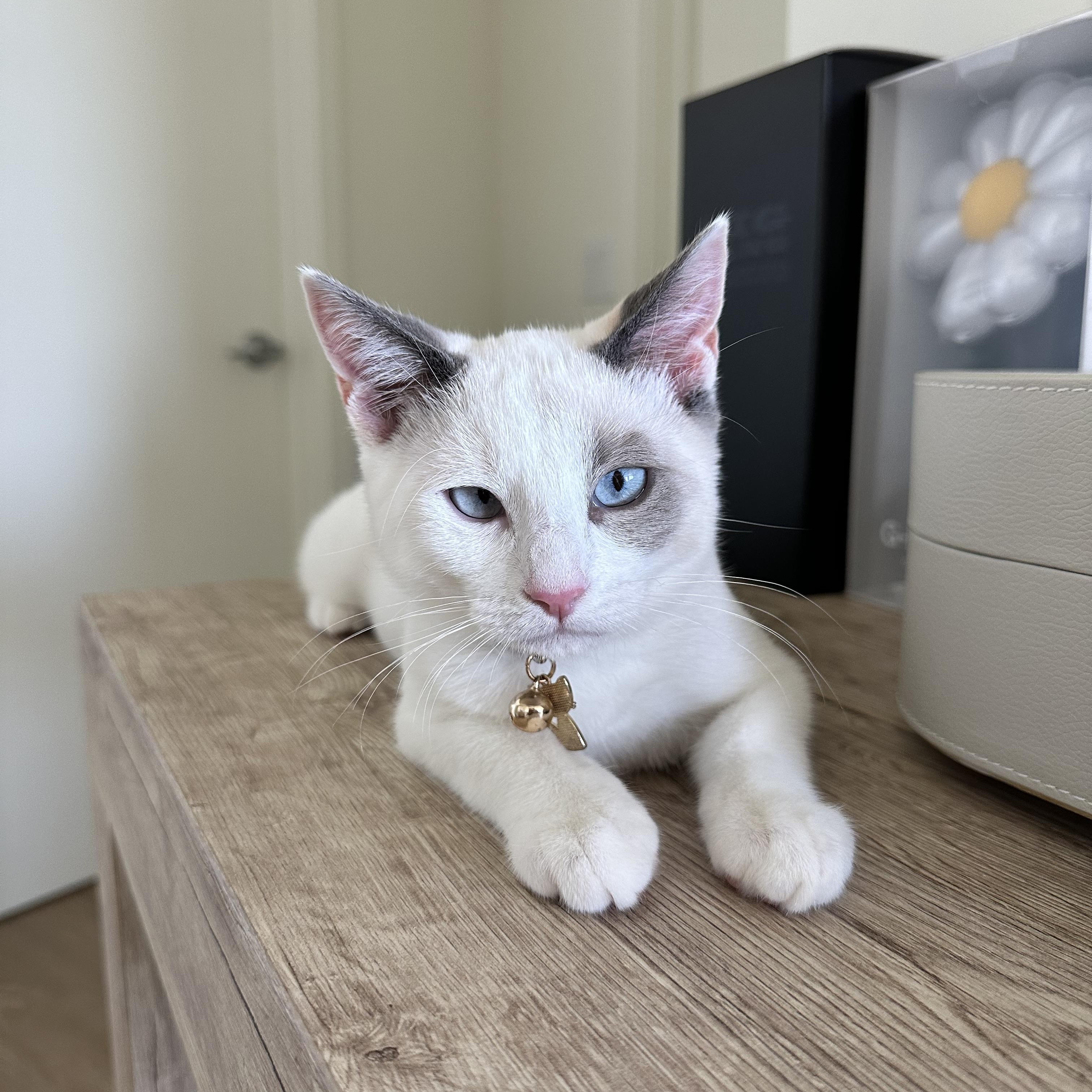 Truffle (Siamese mix) & Pepper (Tuxedo mix), Adoptable, Kitten Female Siamese & Tuxedo.