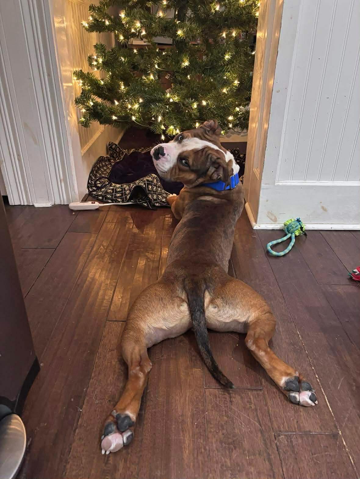 Ranger , a ADOPTABLE mixed breed in Clay, NY image 1/4