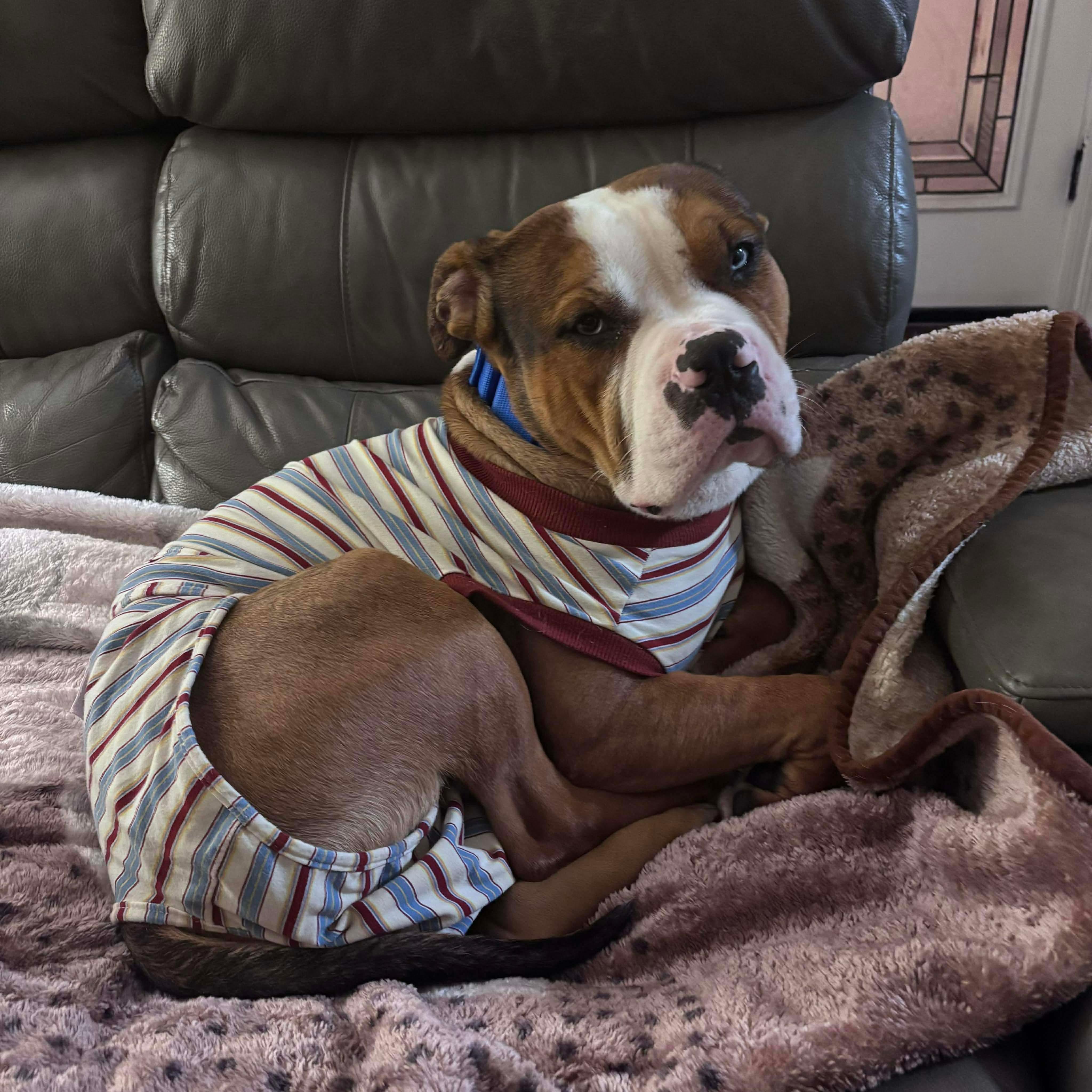 Ranger , a ADOPTABLE mixed breed in Clay, NY image 2/4