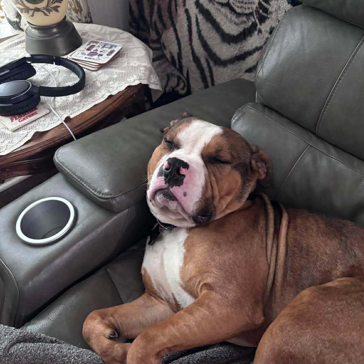 Ranger , adopted, Young Male Pit Bull Terrier.