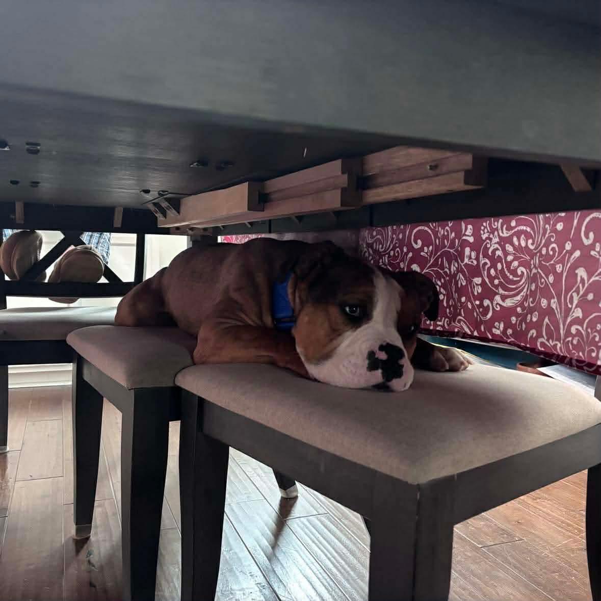 Ranger , a ADOPTABLE mixed breed in Clay, NY image 4/4