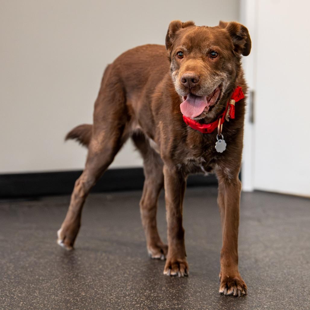 Flynn Ryder, Adoptable, Senior Male Chocolate Labrador Retriever & Shar-Pei.