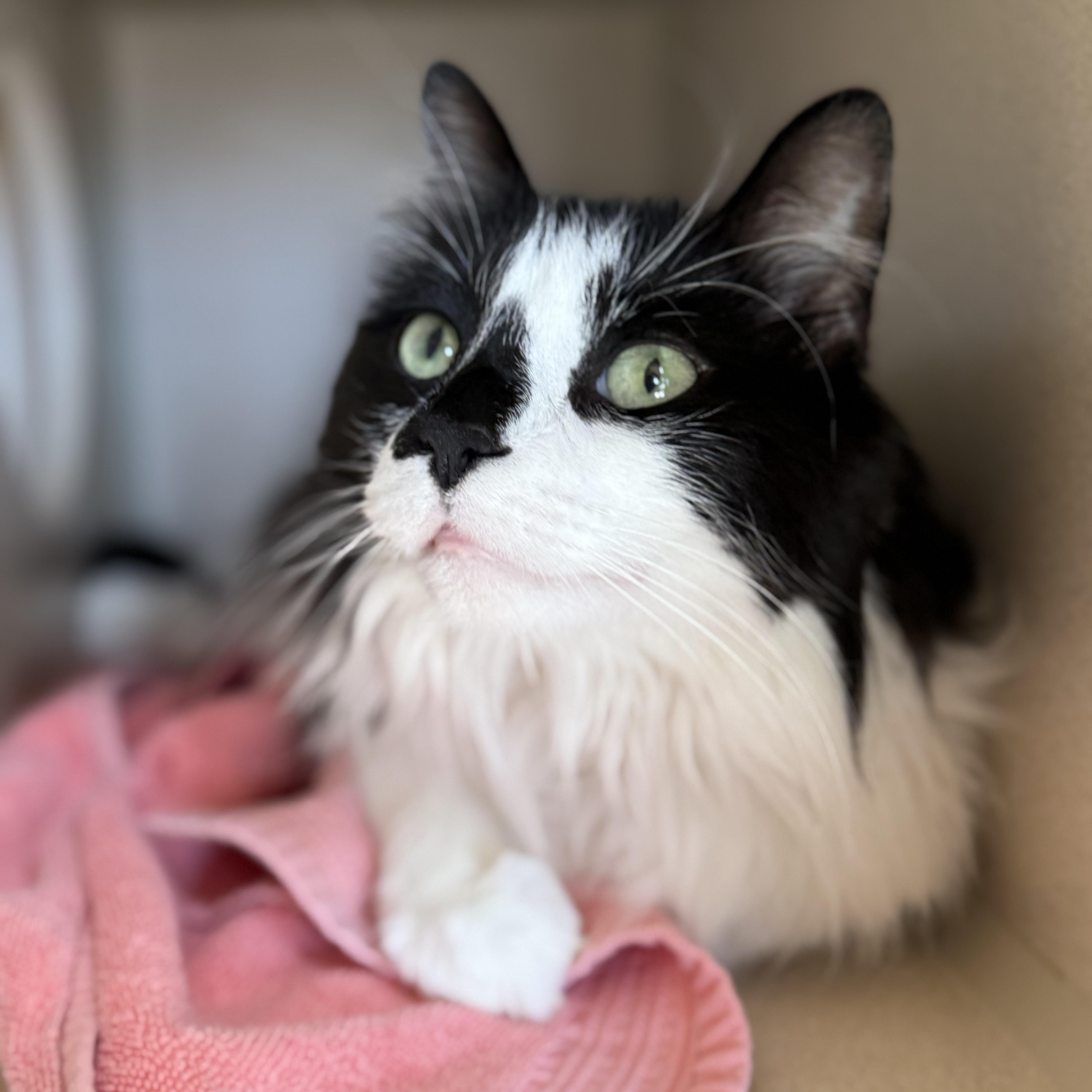 Jupiter, Adoptable, Senior Female Domestic Medium Hair.