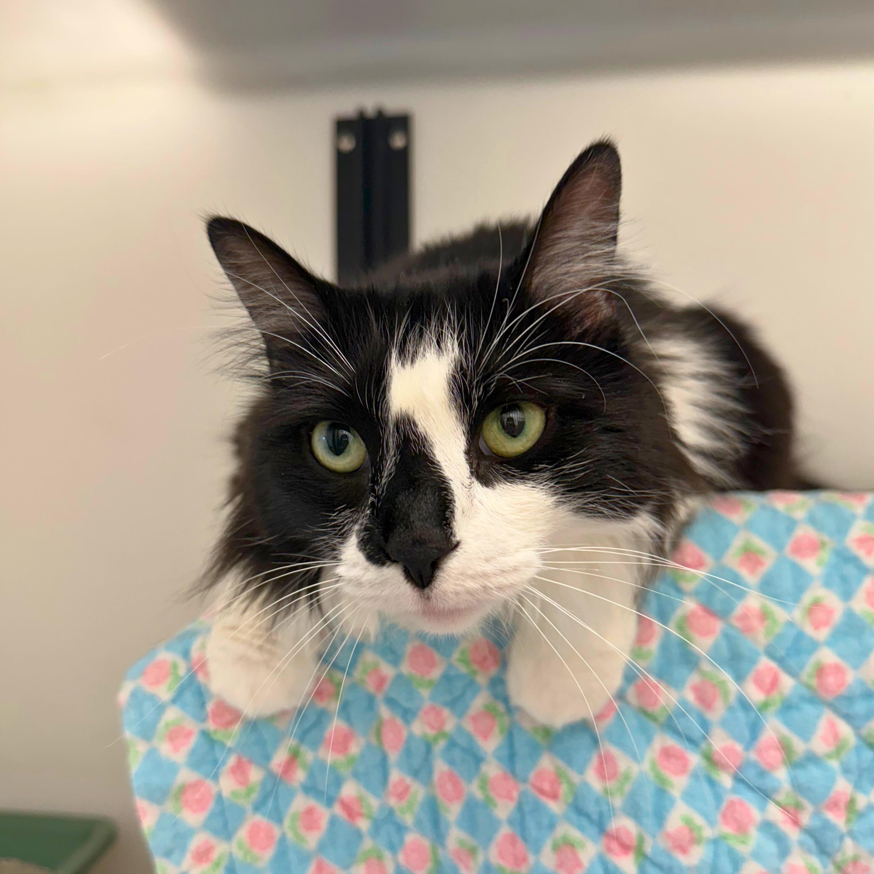 Enlarge Jupiter, a Adoptable Domestic Medium Hair in Ridgway, CO image 4/5