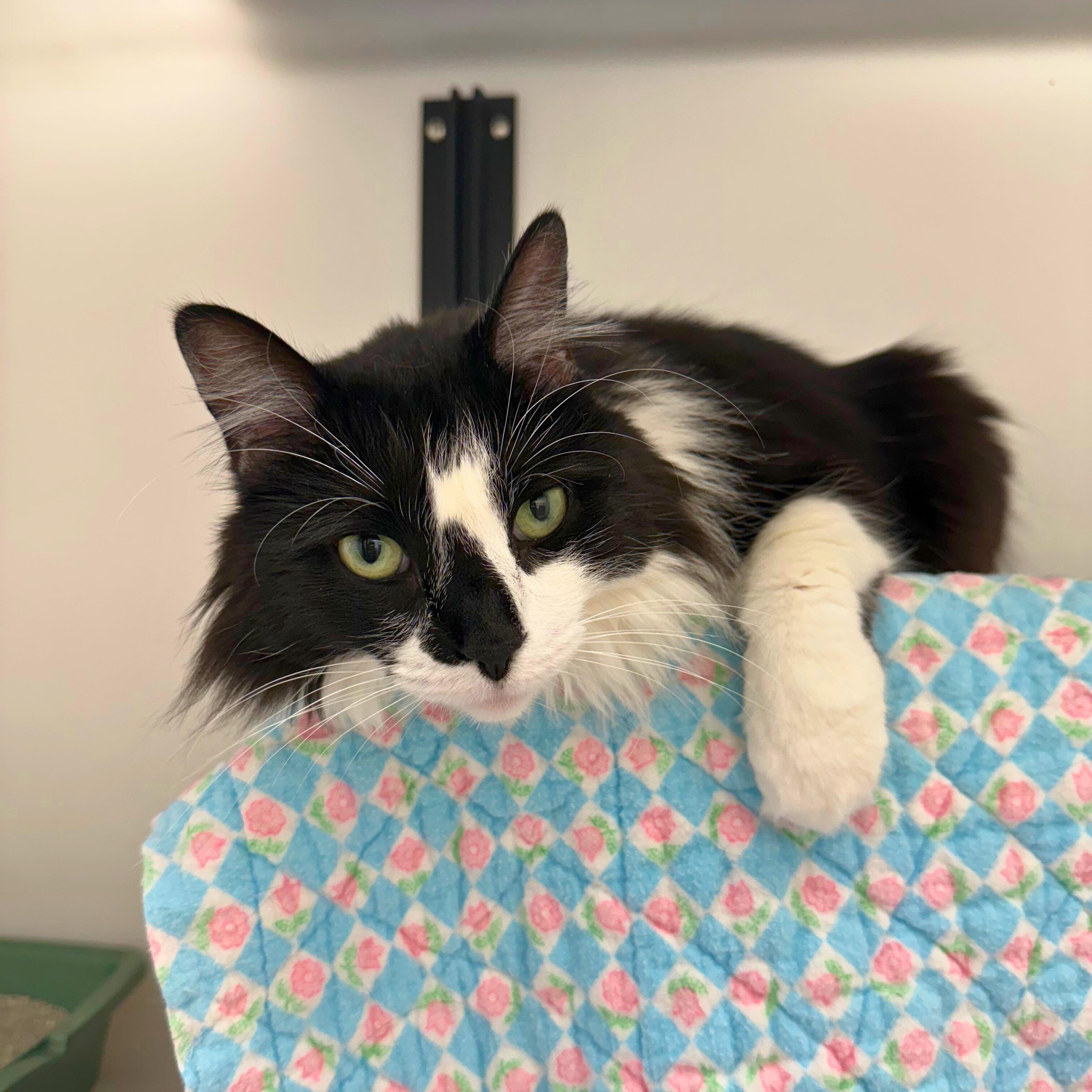 Enlarge Jupiter, a Adoptable Domestic Medium Hair in Ridgway, CO image 5/5