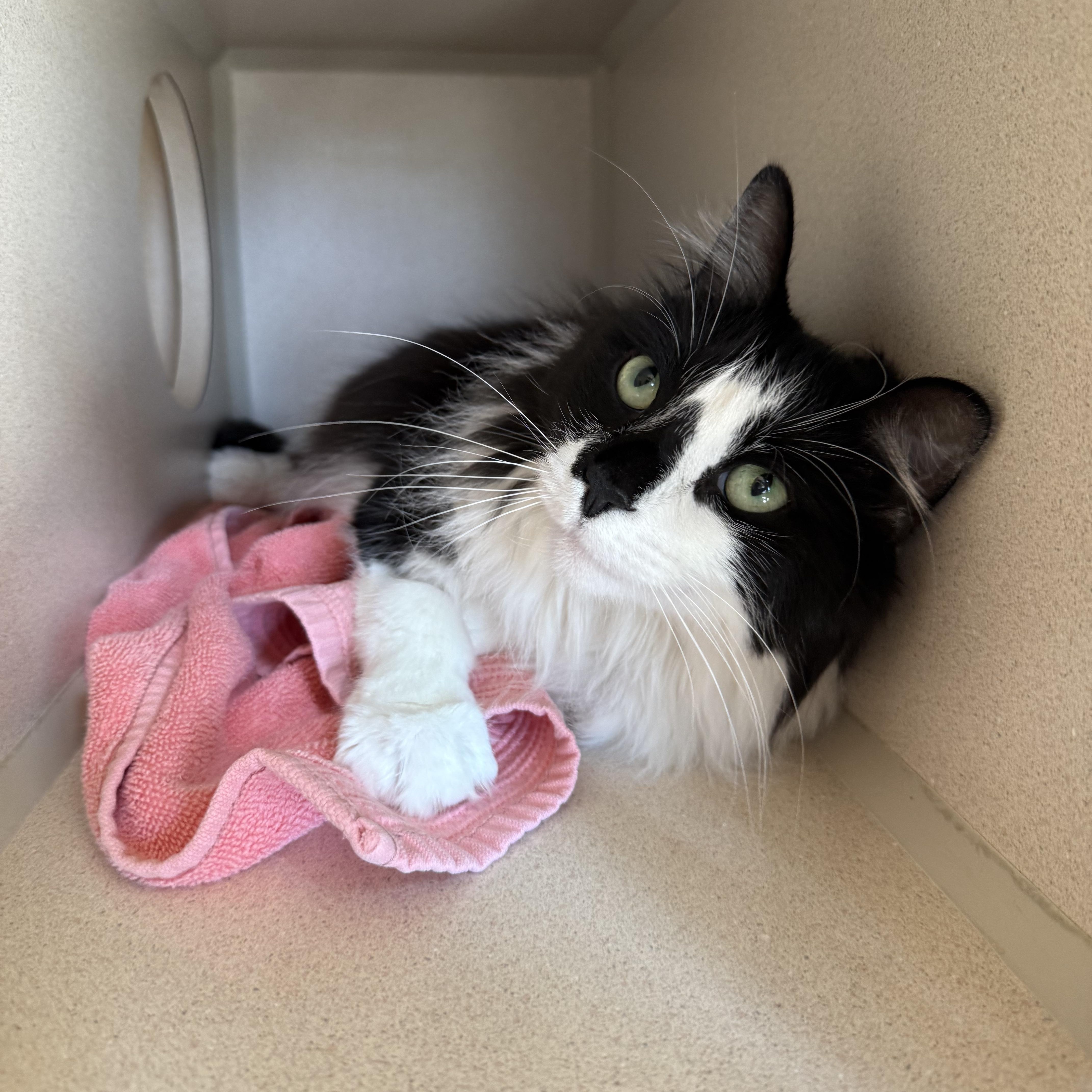 Enlarge Jupiter, a Adoptable Domestic Medium Hair in Ridgway, CO image 3/5