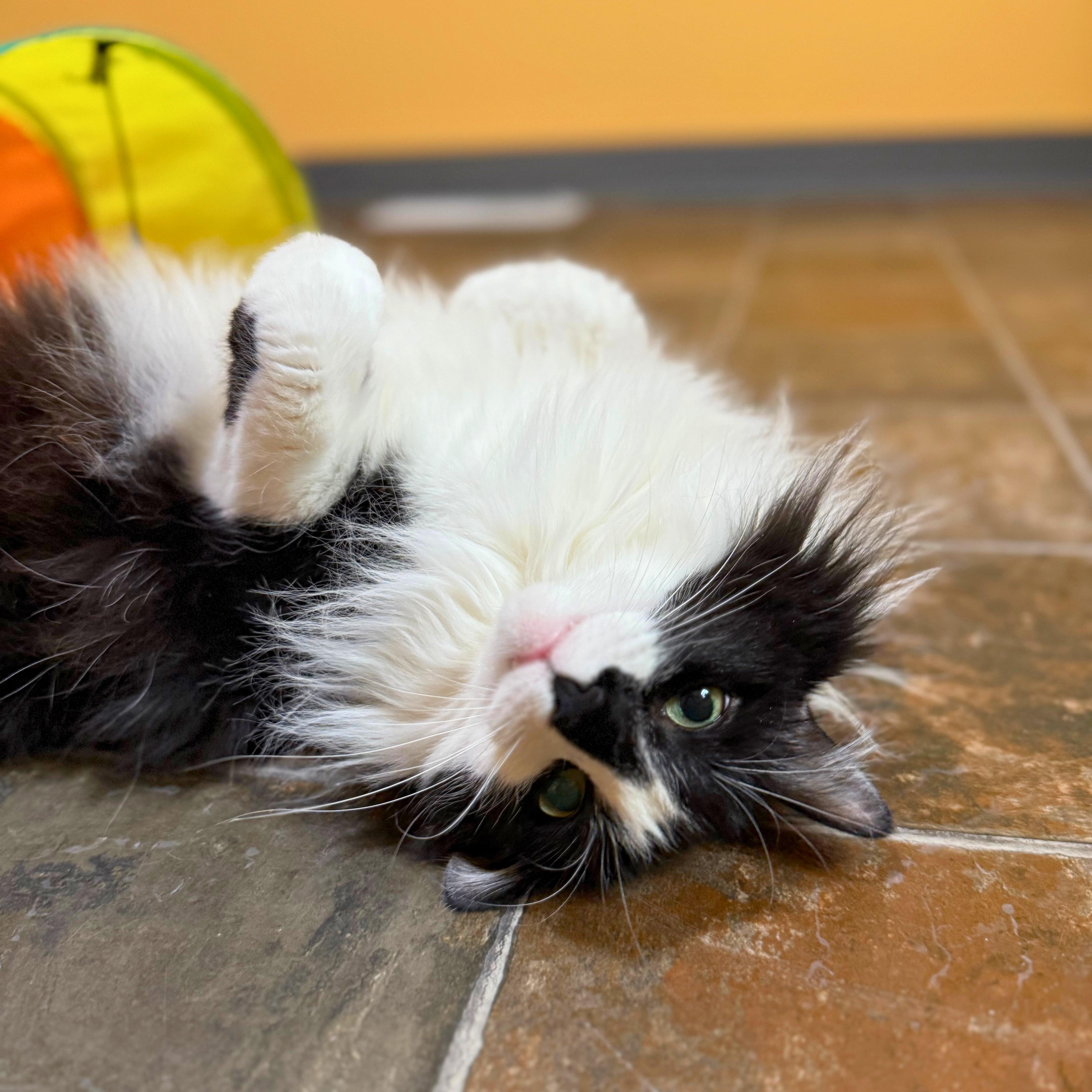 Jupiter, adoptable, Senior Female Domestic Medium Hair.