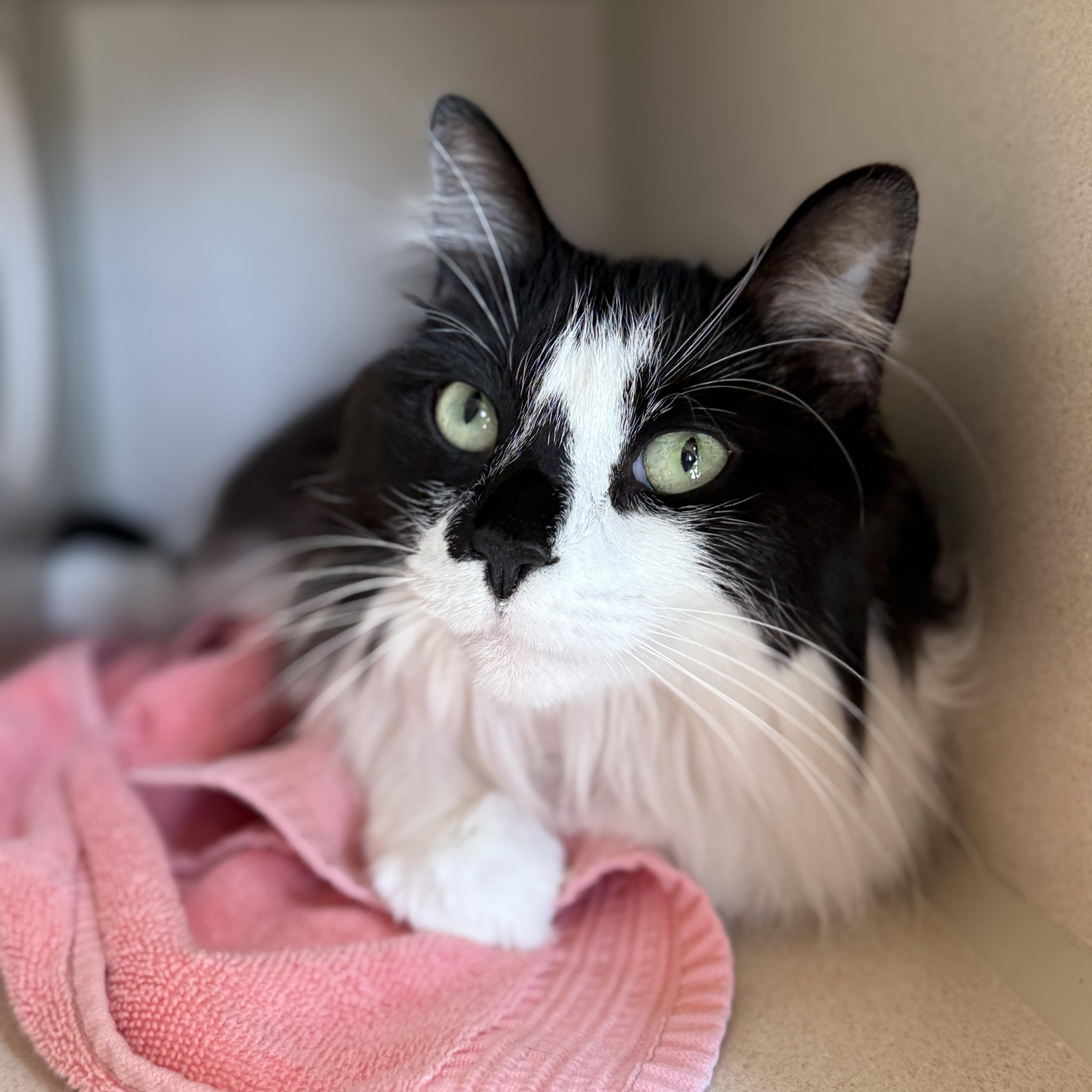 Enlarge Jupiter, a Adoptable Domestic Medium Hair in Ridgway, CO image 2/5