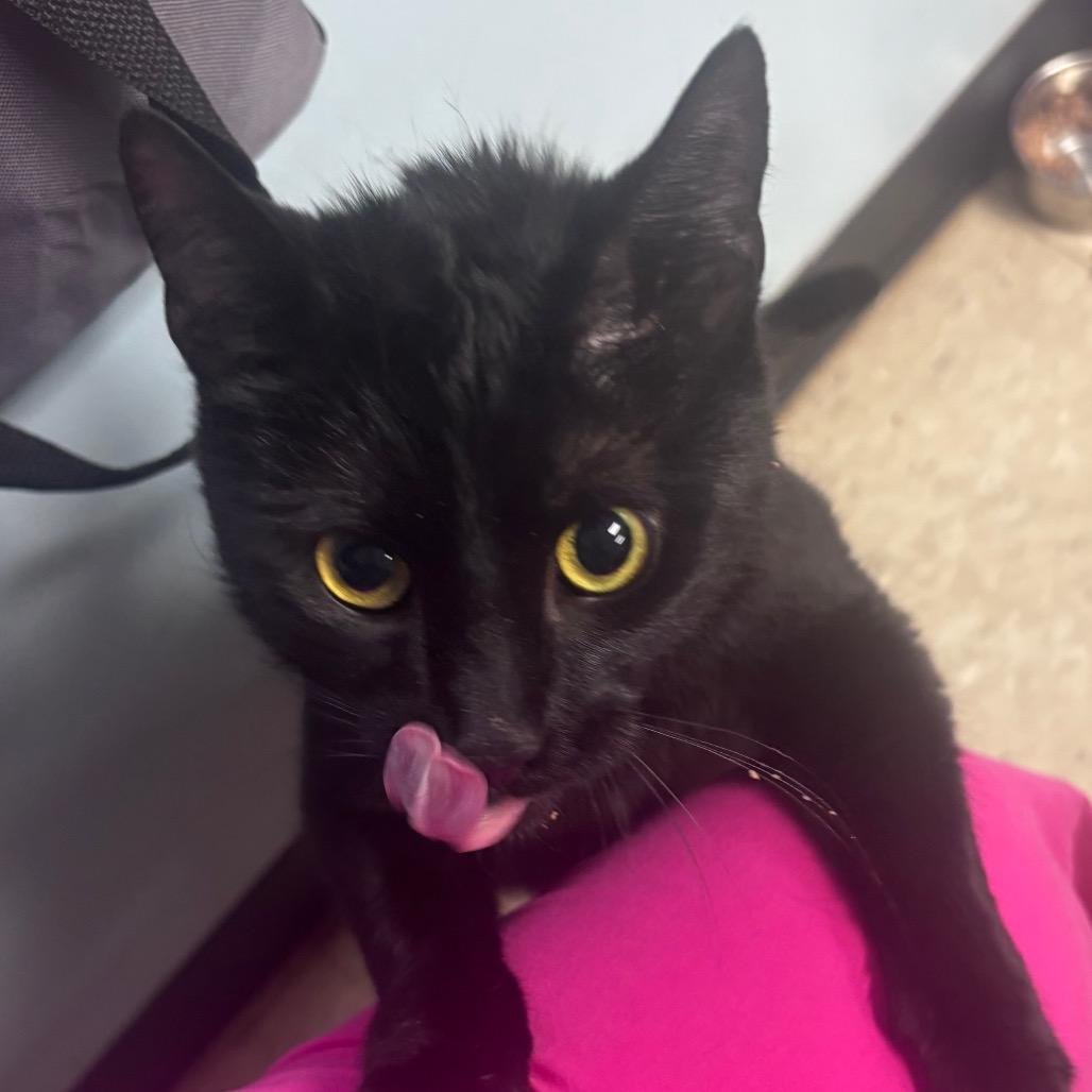 Beauty, Adoptable, Adult Female Domestic Short Hair.