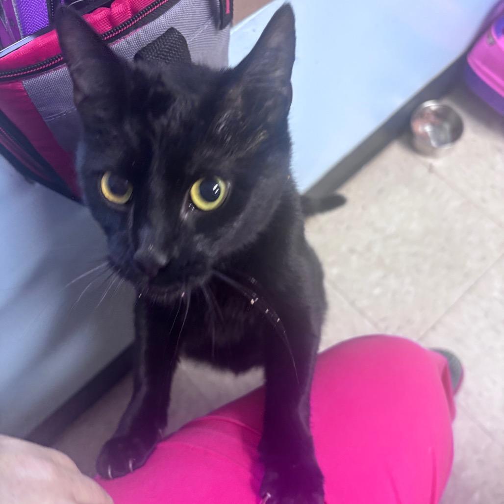 Beauty, a Adoptable Domestic Short Hair in Franklin, NC image 2/2