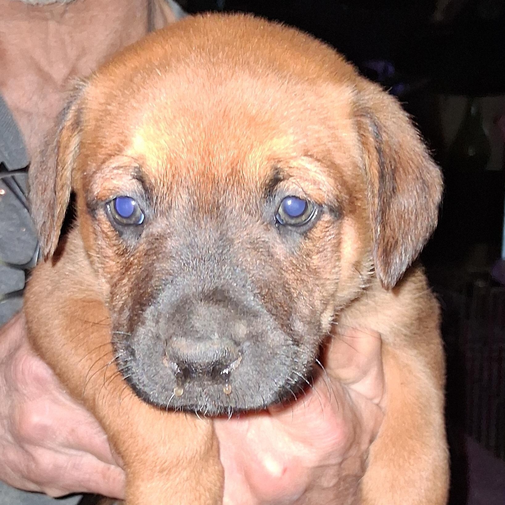 Enlarge Puppy #6, a ADOPTABLE mixed breed in North Jackson, OH image 1/1