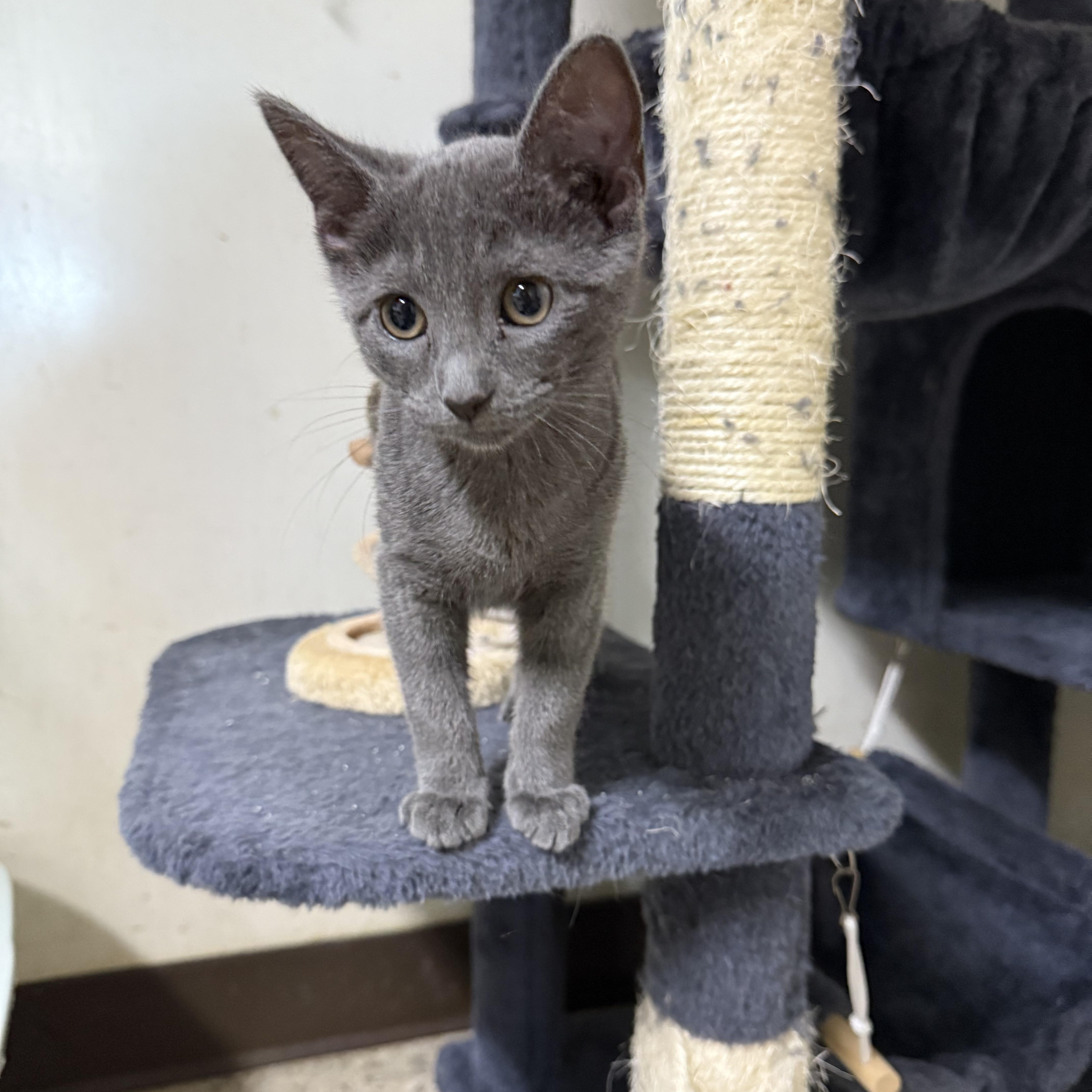 Ariel, adopted, Kitten Female Domestic Short Hair.