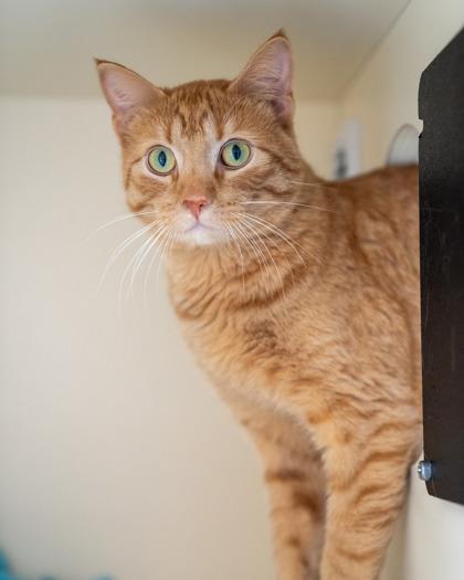 Jacob, Adoptable, Kitten Male Domestic Short Hair & Domestic Short Hair.