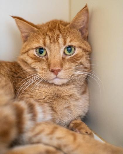 Enlarge Jacob, a Adoptable mixed breed in Pequot Lakes, MN image 2/3