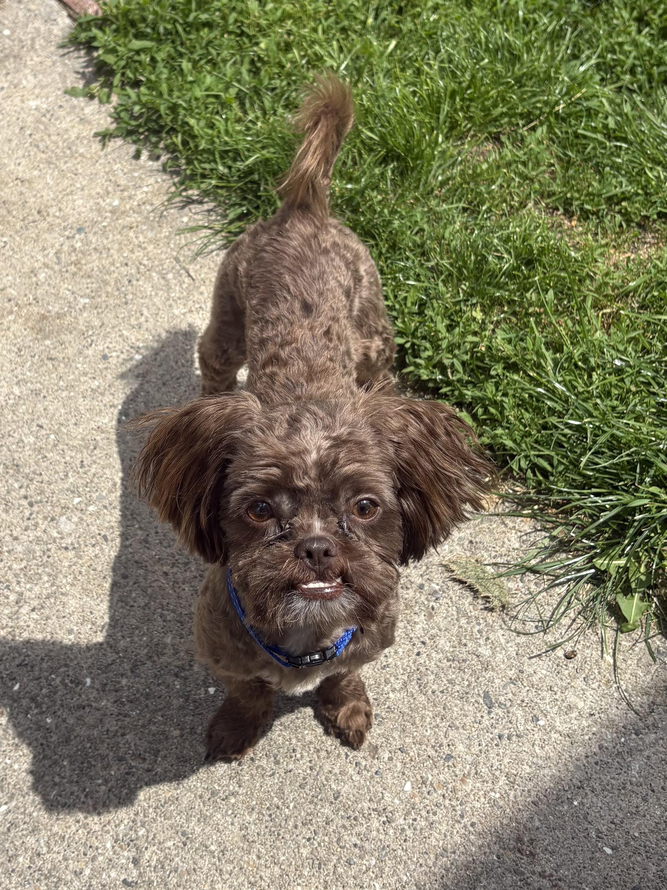Monkey, an adopted mixed breed in Wauseon, OH image 1/2