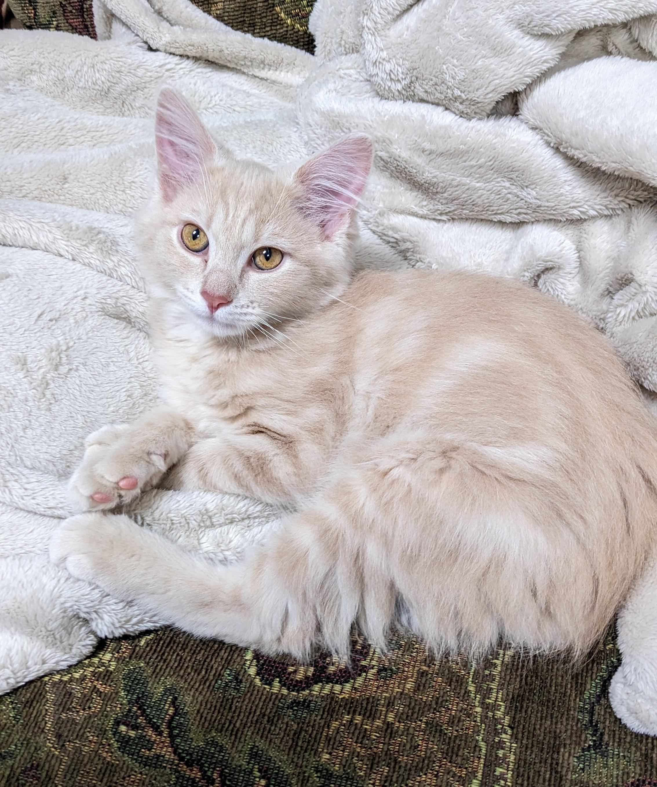 Enlarge Tofu, an adopted Domestic Short Hair in Bentonville, AR image 2/2
