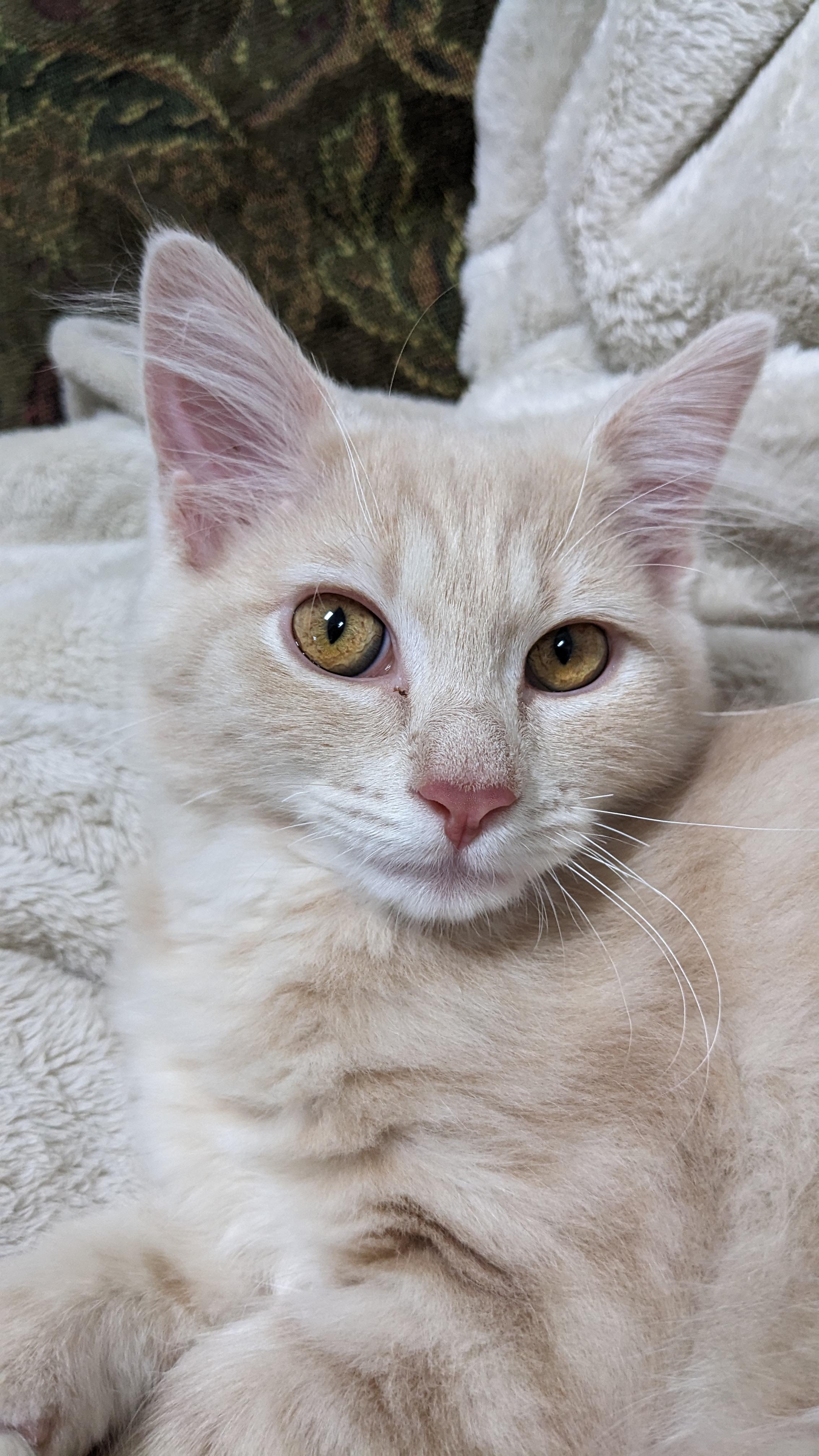 Enlarge Tofu, an adopted Domestic Short Hair in Bentonville, AR image 1/2