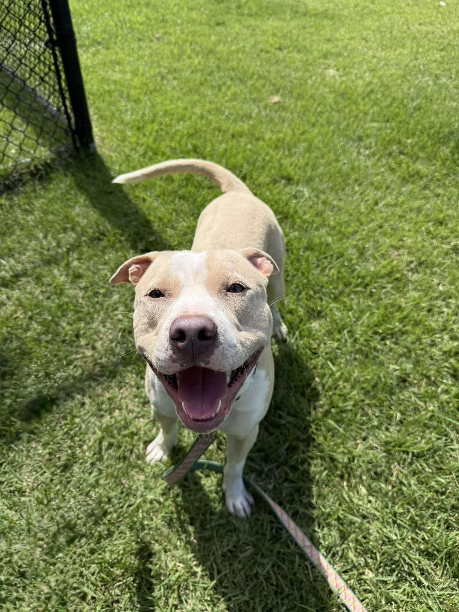 Hawk, Adoptable, Young Male Pit Bull Terrier.