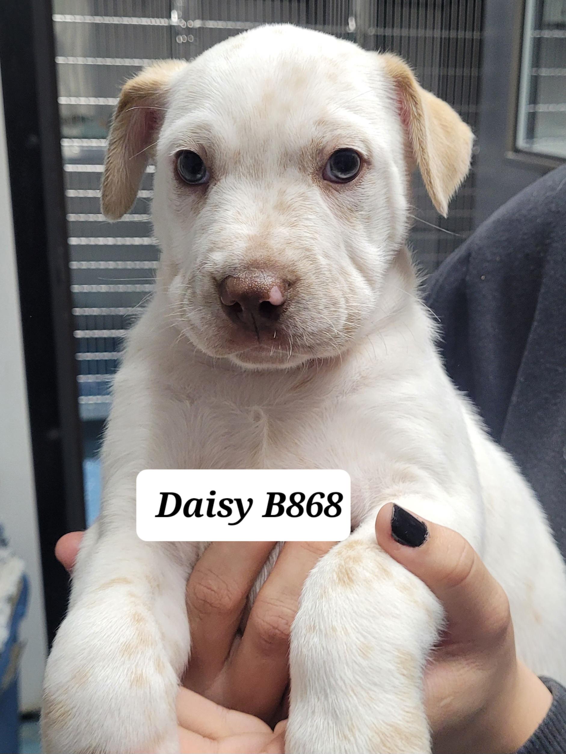 Enlarge Daisy, a ADOPTABLE mixed breed in Morganton, NC image 1/1