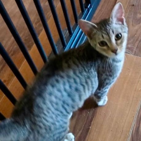 Enlarge Missy, a ADOPTABLE Domestic Short Hair in Gastonia, NC image 2/3