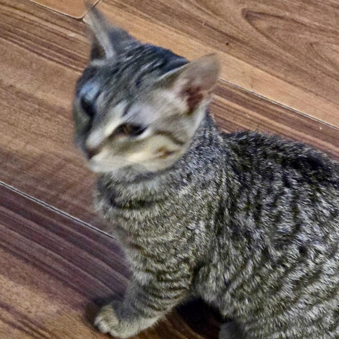 Enlarge Missy, a ADOPTABLE Domestic Short Hair in Gastonia, NC image 3/3