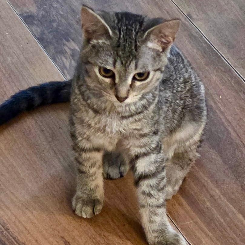 Enlarge Missy, a ADOPTABLE Domestic Short Hair in Gastonia, NC image 1/3