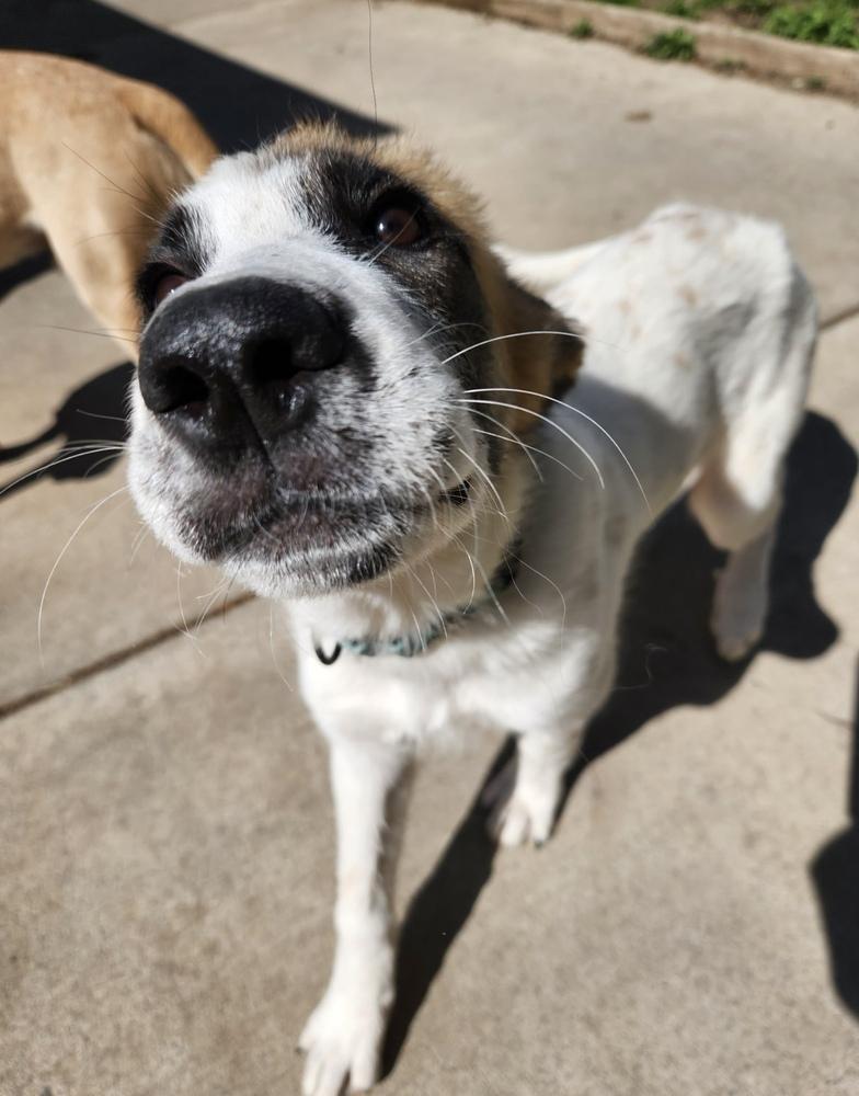 Tia, Adoptable, Puppy Female Great Pyrenees.