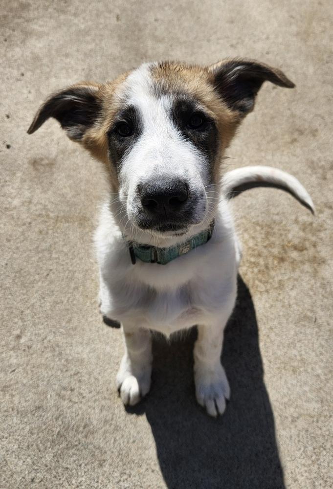 Tia, a Adoptable mixed breed in Cheektowaga, NY image 2/2